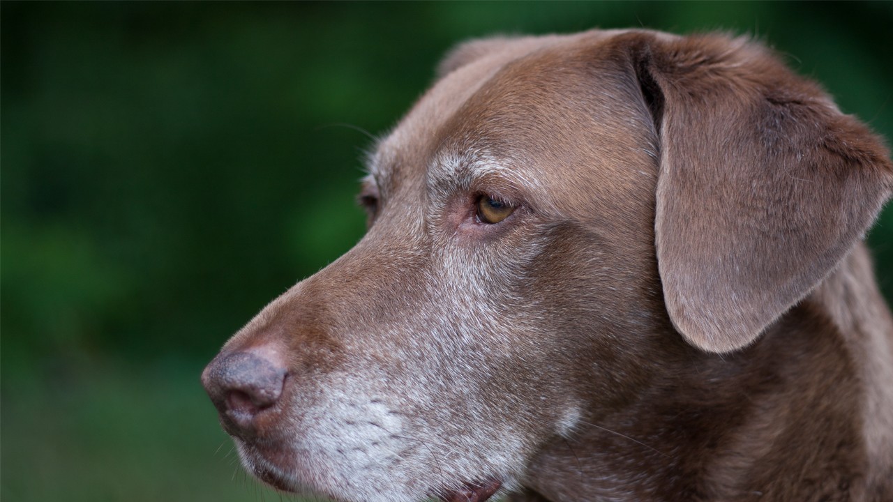 When is a Dog Considered Senior: Age Reveals All