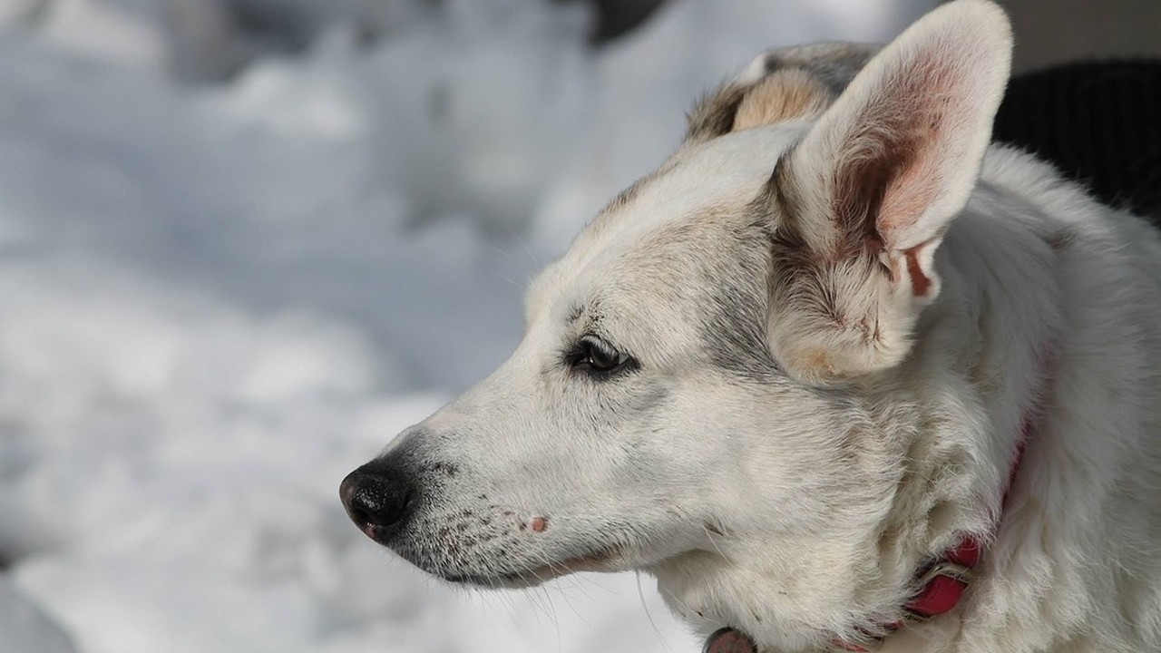 Unveiling the Mystery: Why is My Senior Dog Not Eating?