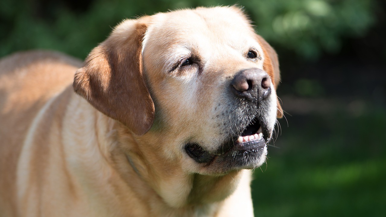 Discover What is the Healthiest Wet Dog Food for Senior Dogs