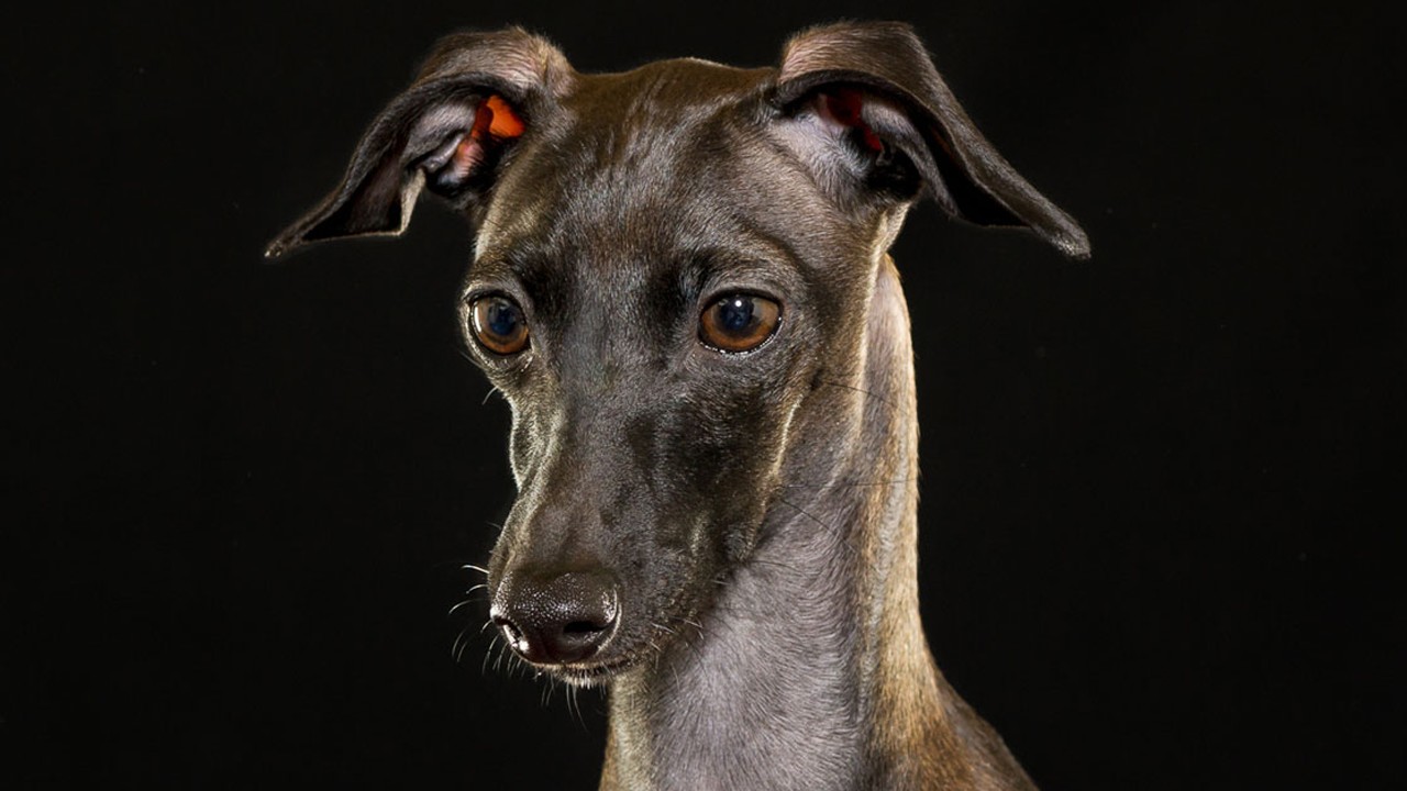 Discover What Dog Looks Like a Greyhound: Surprising Similarities Revealed